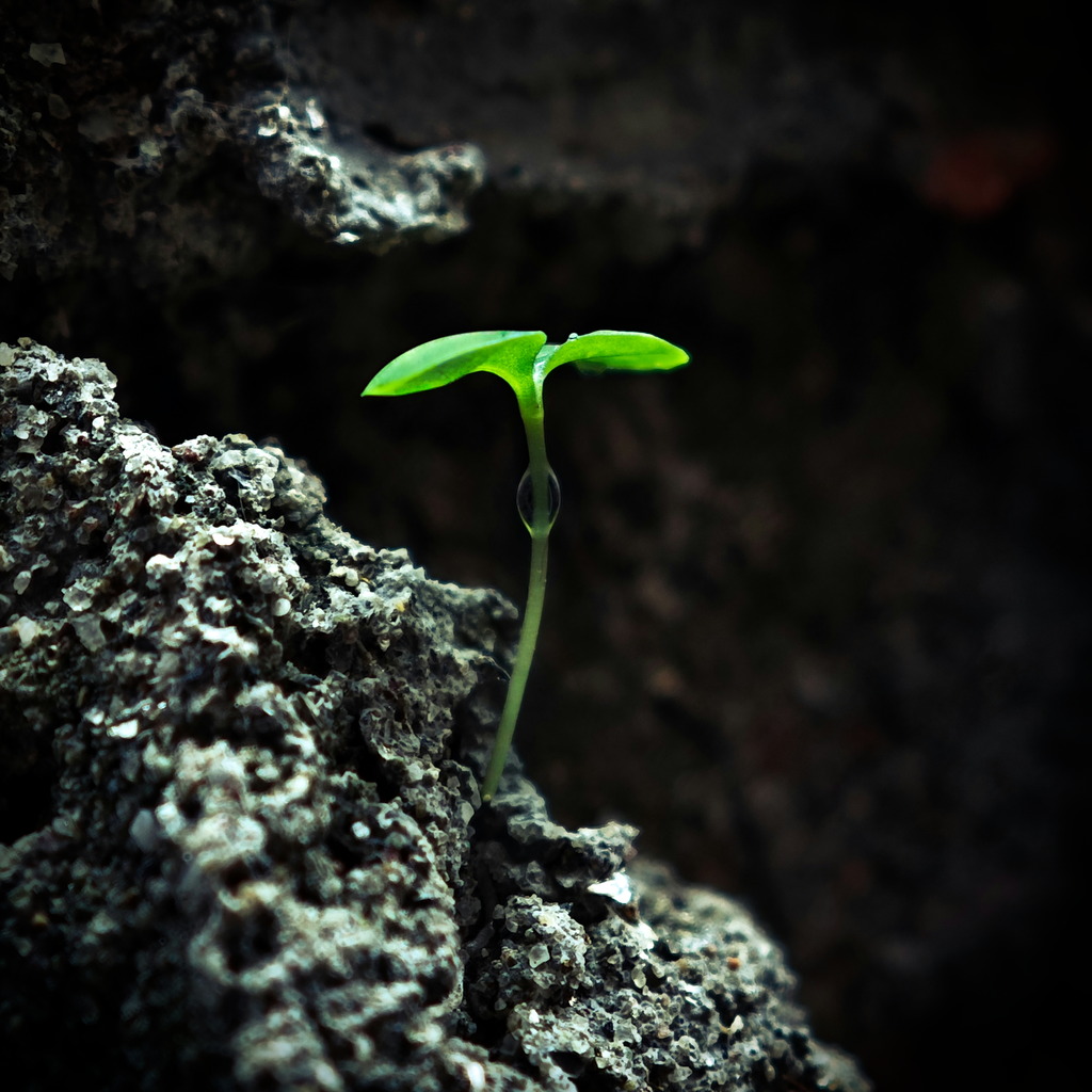 An Upcoming Beginning